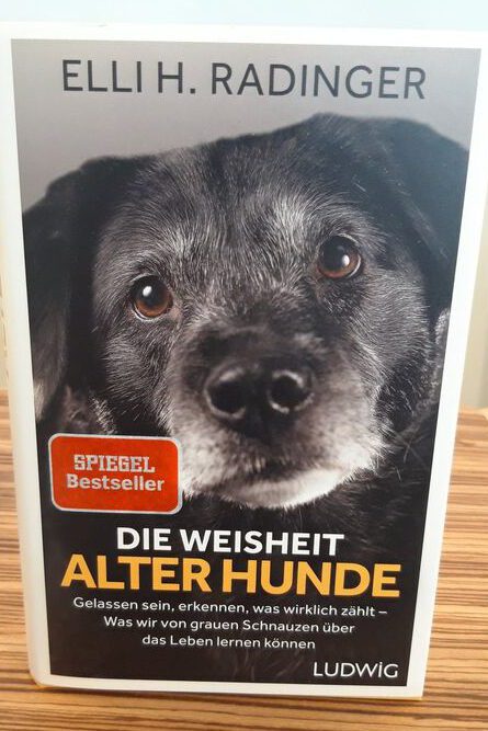 You are currently viewing Die Weisheit alter Hunde